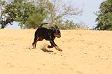 ROTTWEILER 075